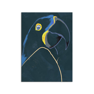 Aviary Macaw