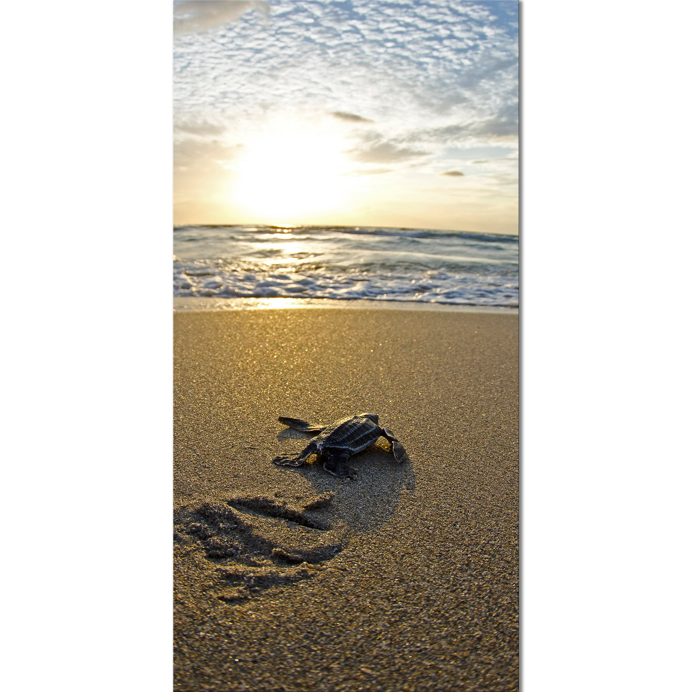 Baby Sea Turtle