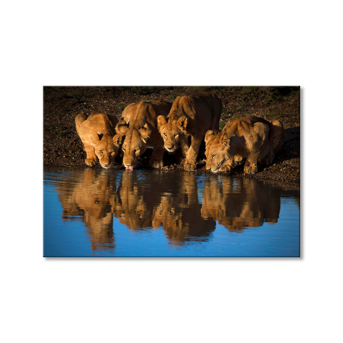 Lions of Mara