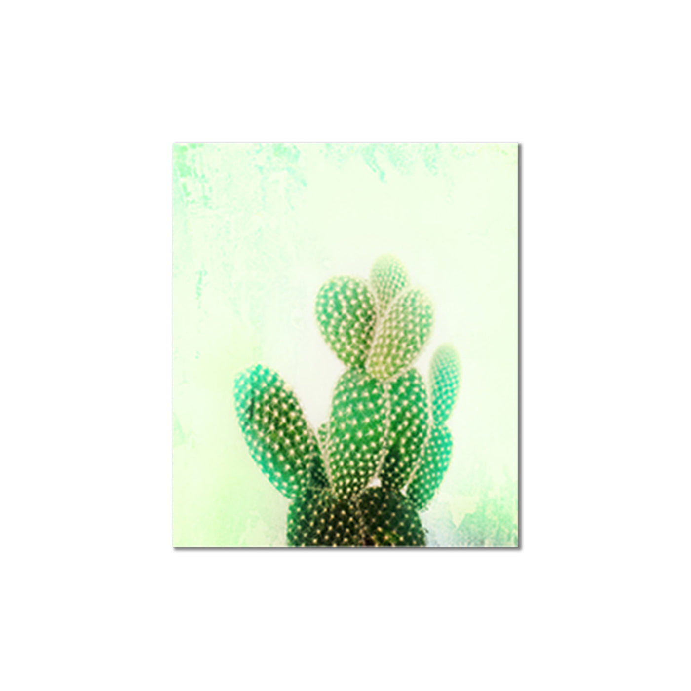 Cactus Cool